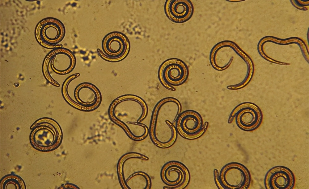 2个多月的猫猫拉稀怎么办,2个月的猫咪拉稀是什么原因