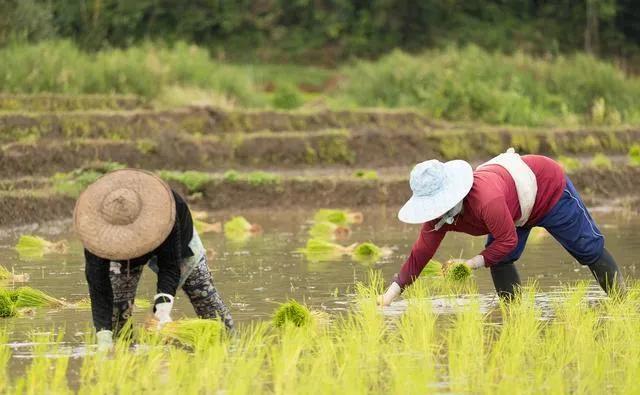 2020年农村规划全部实施是真的吗,2022年国家对农村发展有什么政策