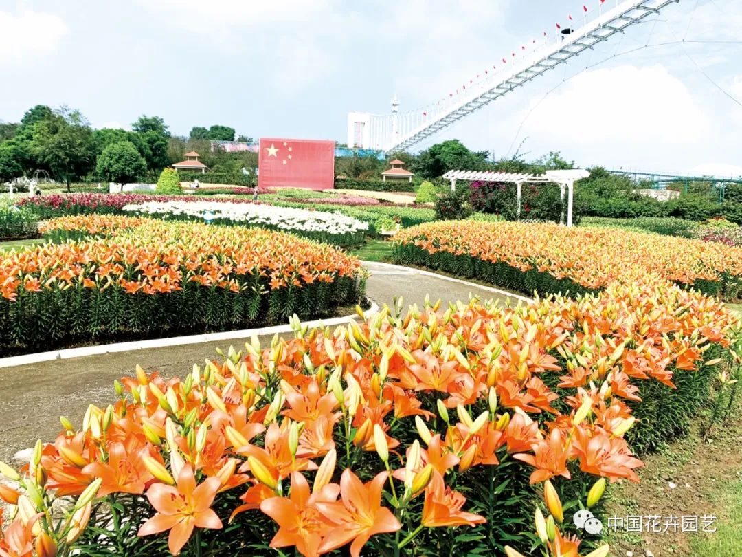 种球花卉进口生意怎么样,郁金香种球进口商