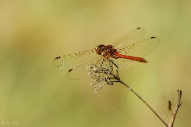 我的花花正开时--一提到绿蜻蜓，我就会想起梦中的家园