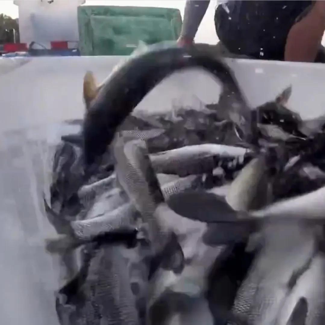 承包鱼塘也能年入百万,男子承包鱼塘后续