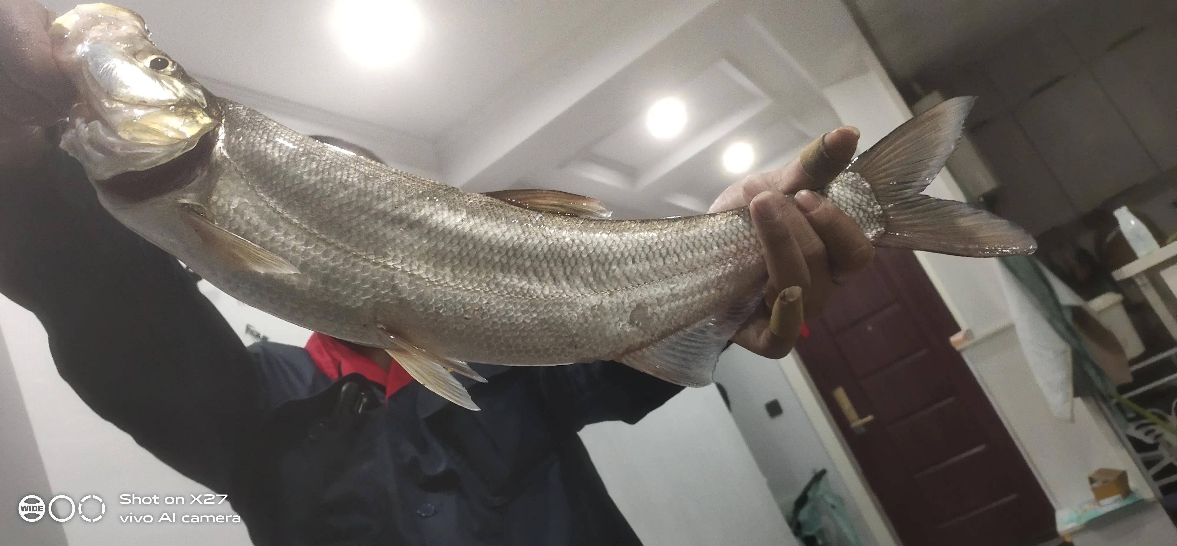 路亚钓翘嘴的正确方法和技巧,路亚翘嘴怎么钓有什么技巧和动作