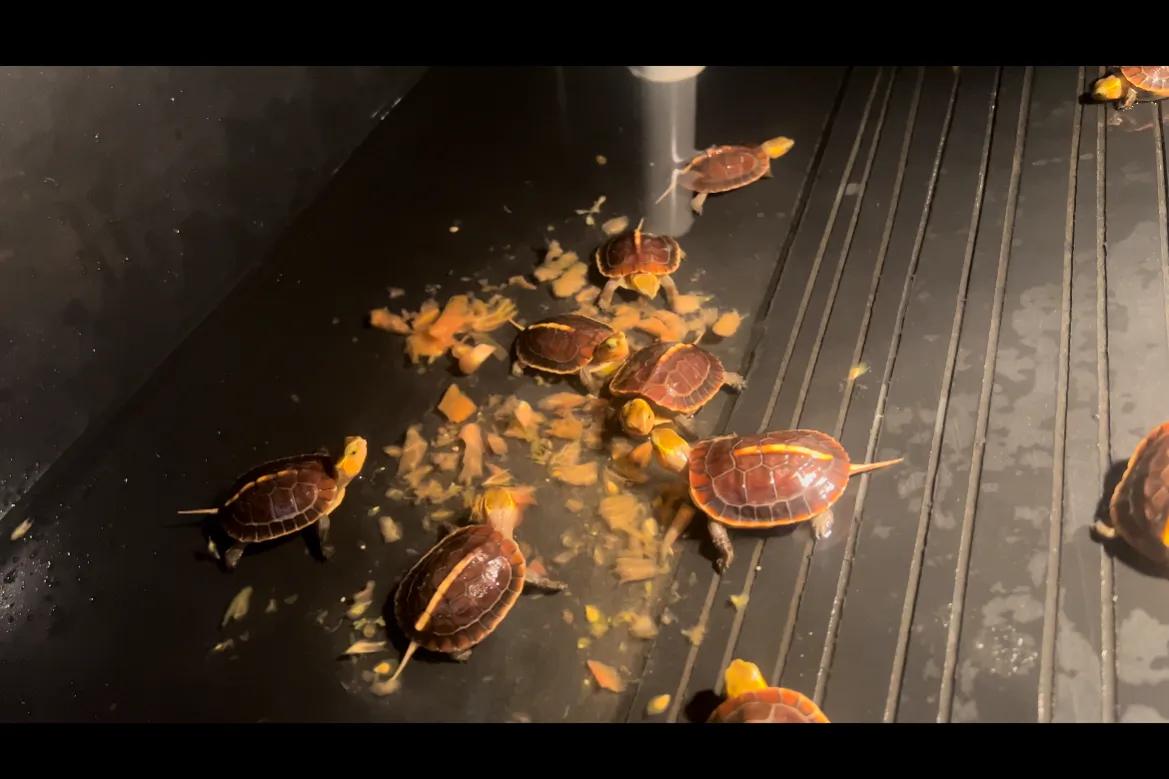 新龟到家刚开始一段时间怎么养,新龟到家喂食注意事项