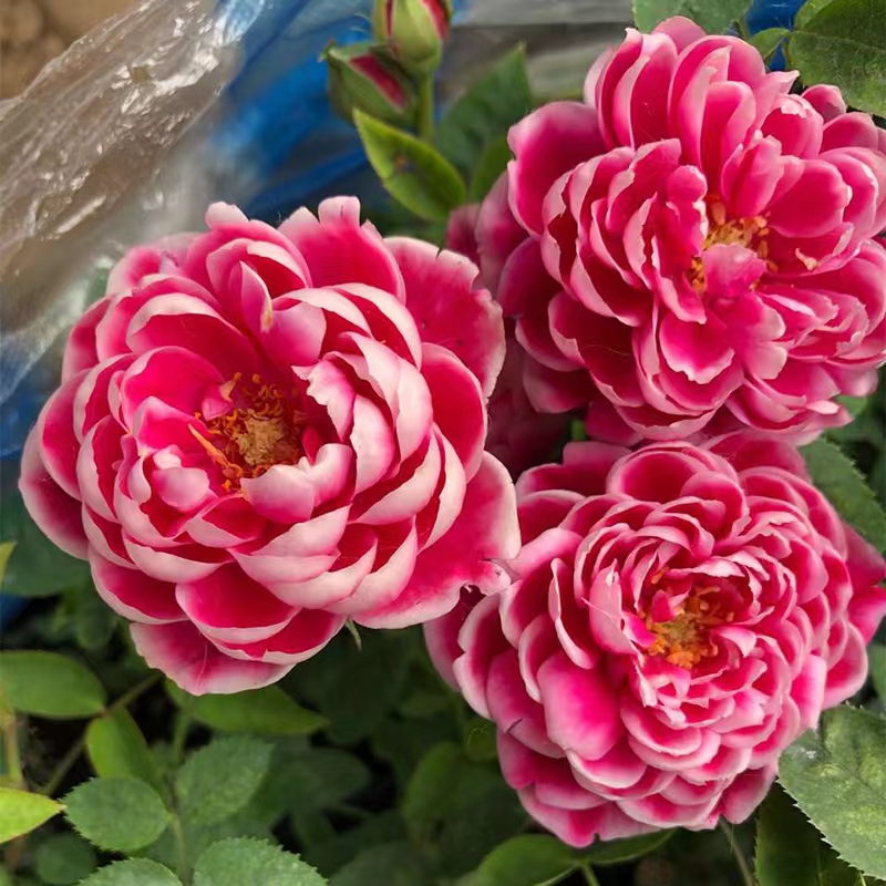 玫瑰花艳丽品种,带香味的橘黄色玫瑰花品种