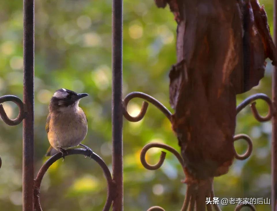 晾晒的香肠招蚊虫,晒腊肉香肠有苍蝇怎么办