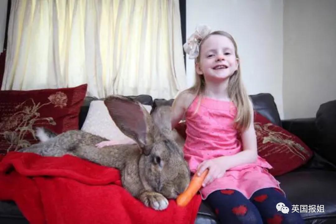 你知道世界上最大的兔子有多大吗,世界上最大的兔子吉尼斯纪录