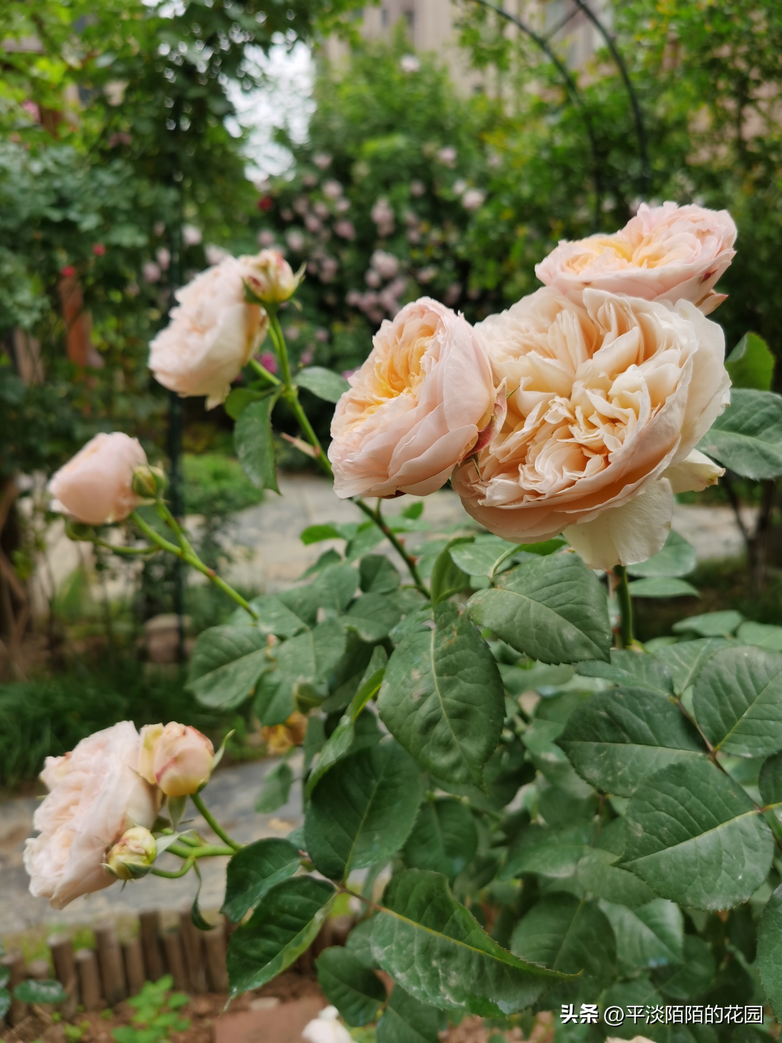 院子种什么花最好风水最旺,院子适合种什么树或花风水好