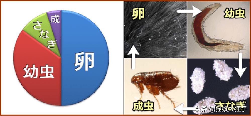 猫猫身上的跳蚤怎么处理彻底,猫身上的跳蚤咬人有什么后果