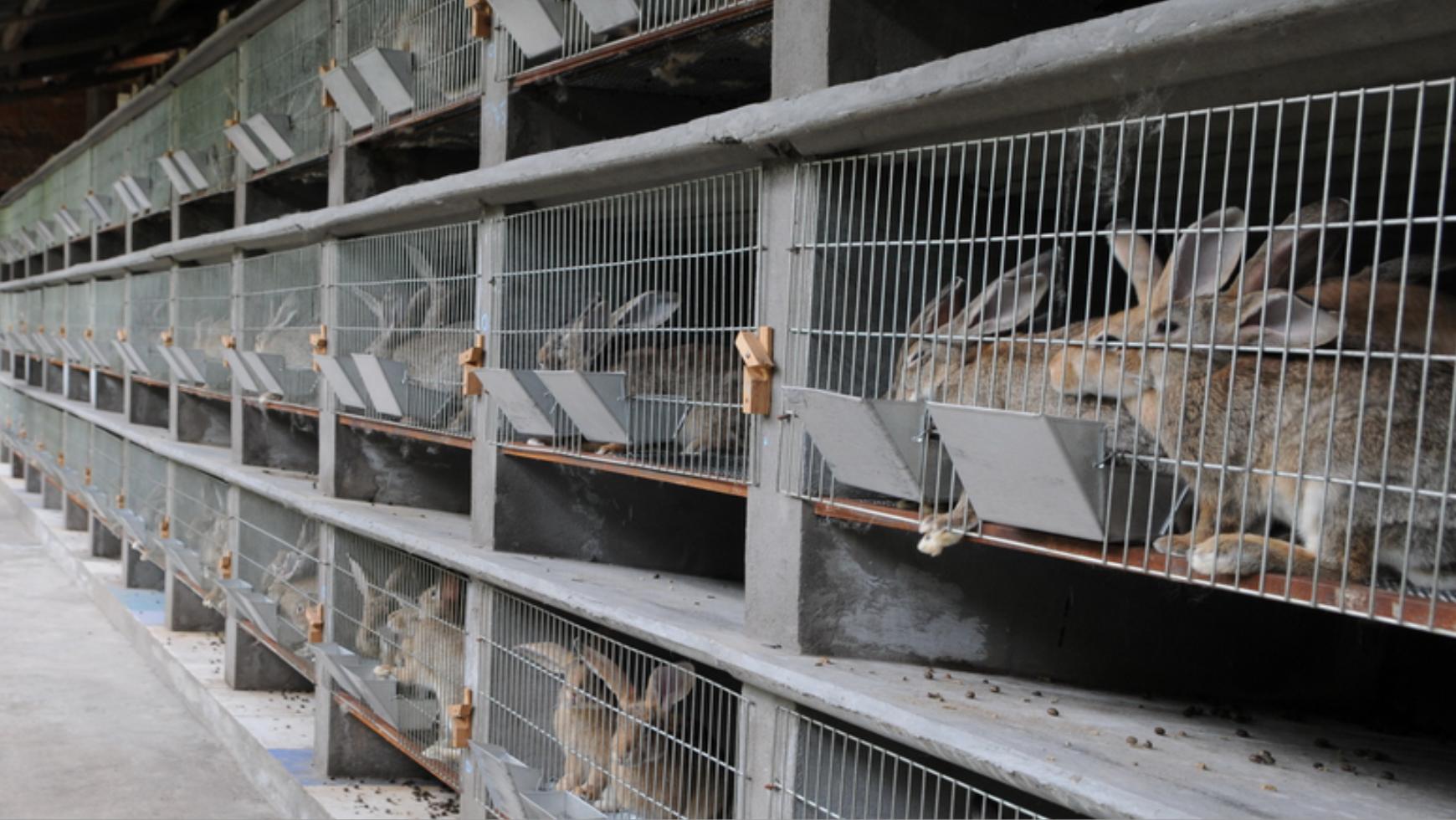 养殖肉兔都有哪些疾病,养兔的疾病治疗费用多少钱