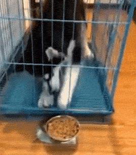 土狗和哈士奇哪个聪明,哈士奇泥石流里打滚