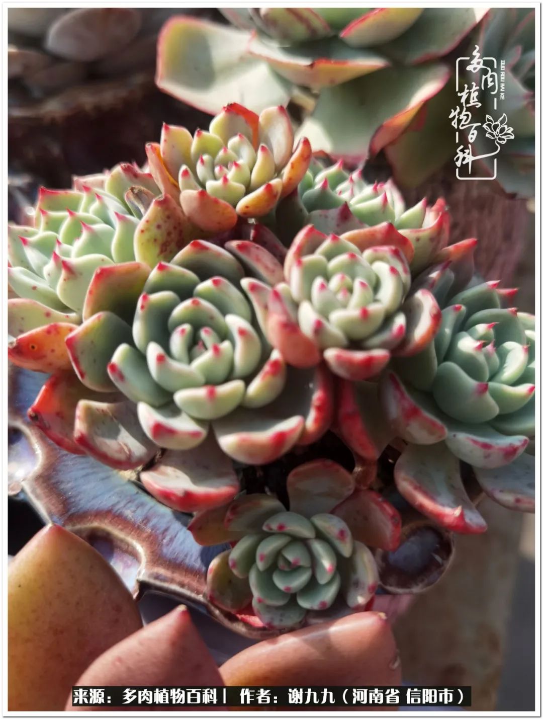 与多肉植物在一起的感怀,与多肉同行