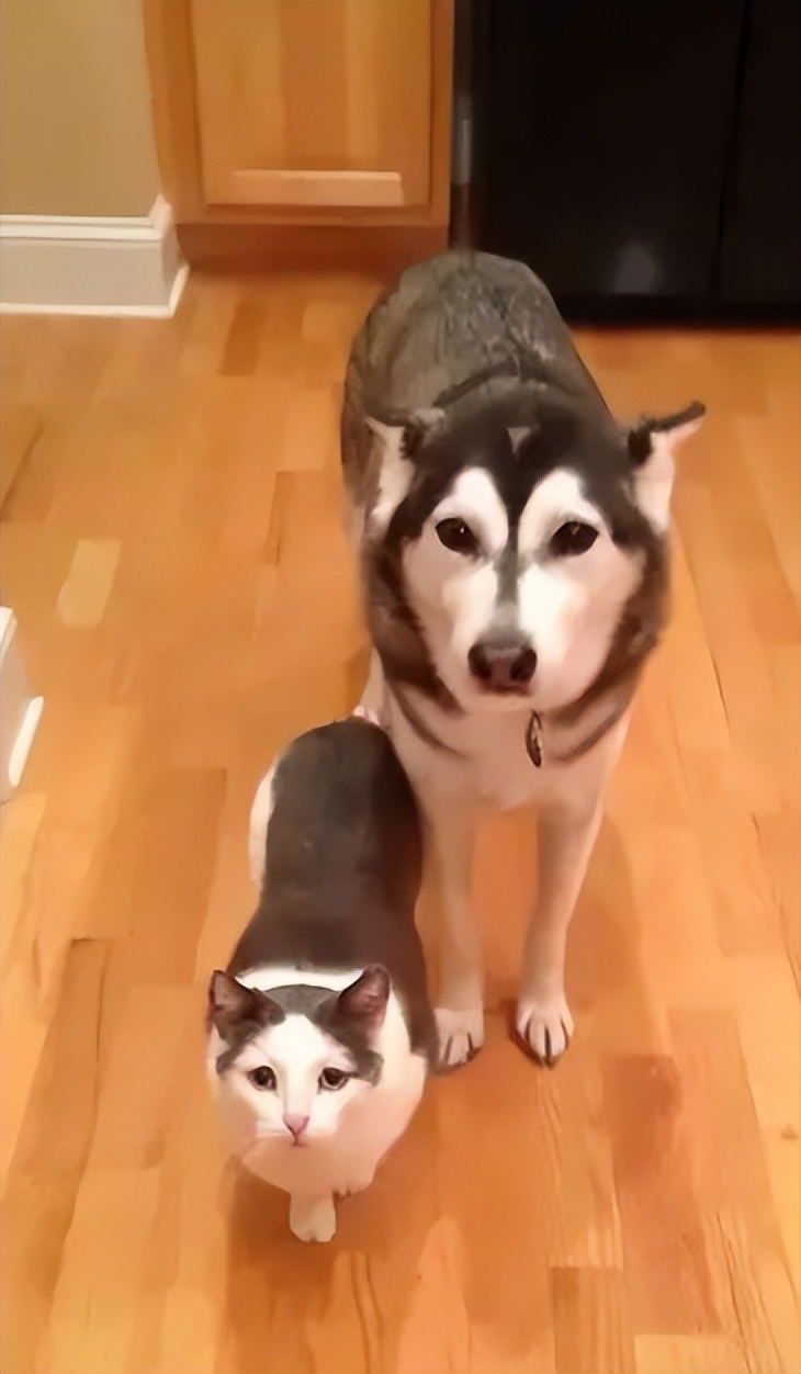 为什么狗狗不喜欢强制跟主人亲亲,狗狗不亲近其他人