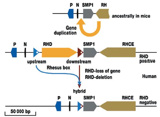 熊猫血稀有血型排行榜,比熊猫血还稀有的血型