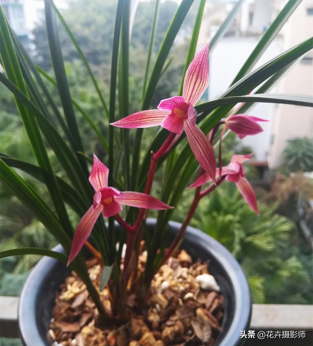 经典永流传！它是国兰“第一红”，珍贵又稀少，懂兰人视它为珍宝