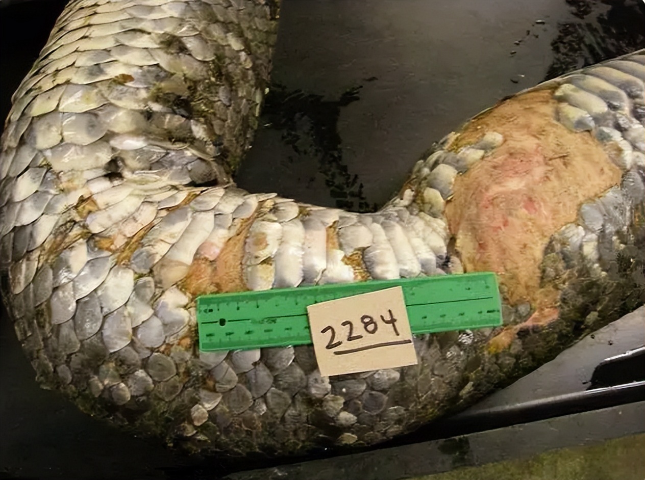 文胸、高尔夫、炮弹、珍珠、*物文**，盘点这些从动物肚里发现的东西