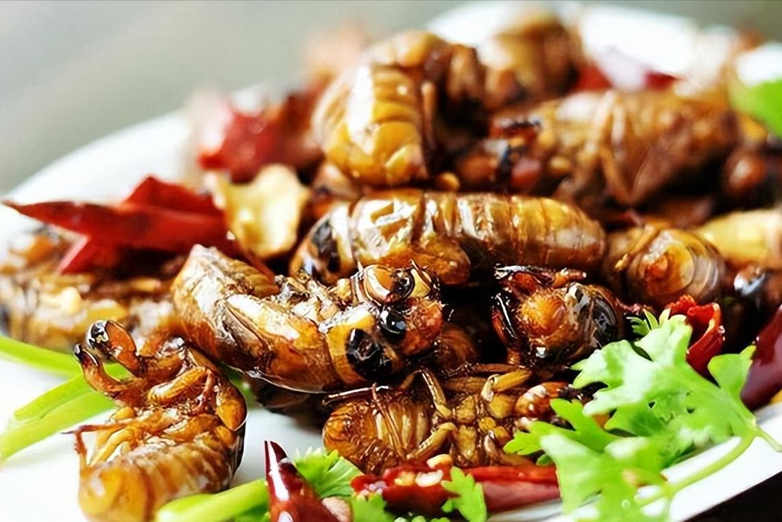 金蝉别只会炸着吃，分享金蝉的3种做法，入味好吃，酥脆不油腻