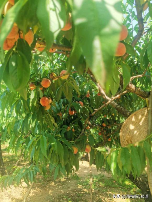 网购哪些水果能送货上门,水果电商配送平台
