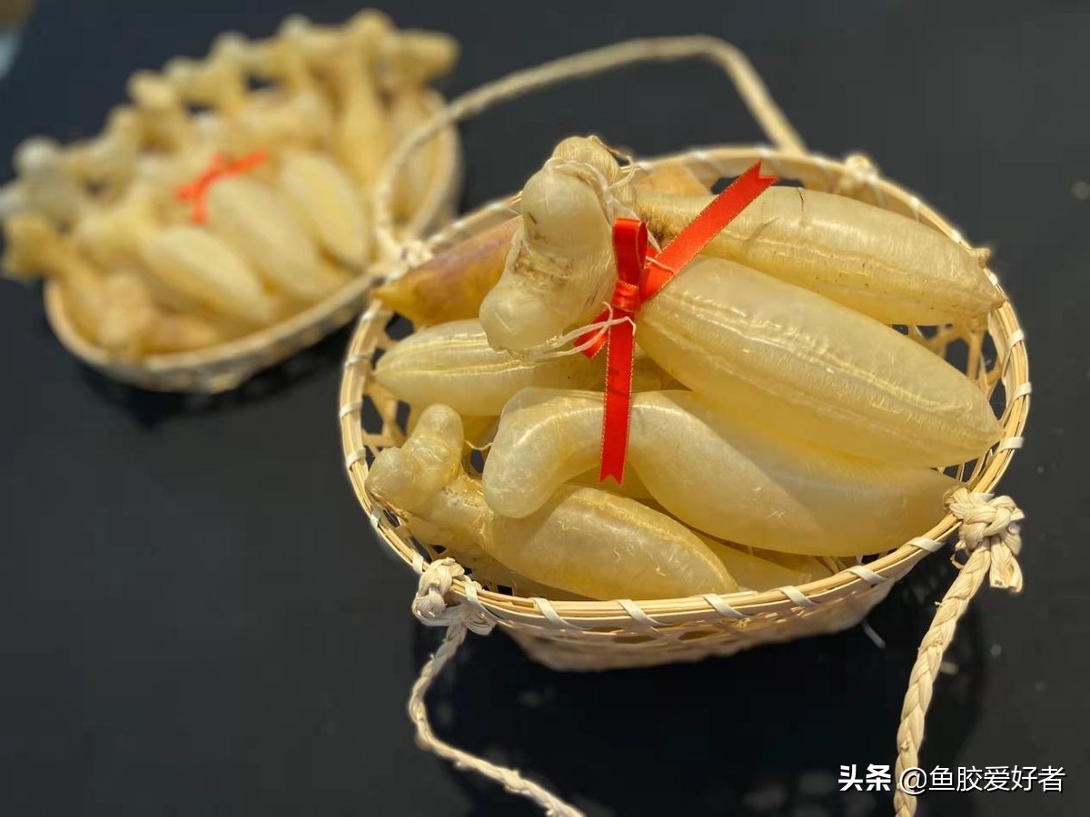 最全鱼胶品种大全,值得收藏的鱼胶品种