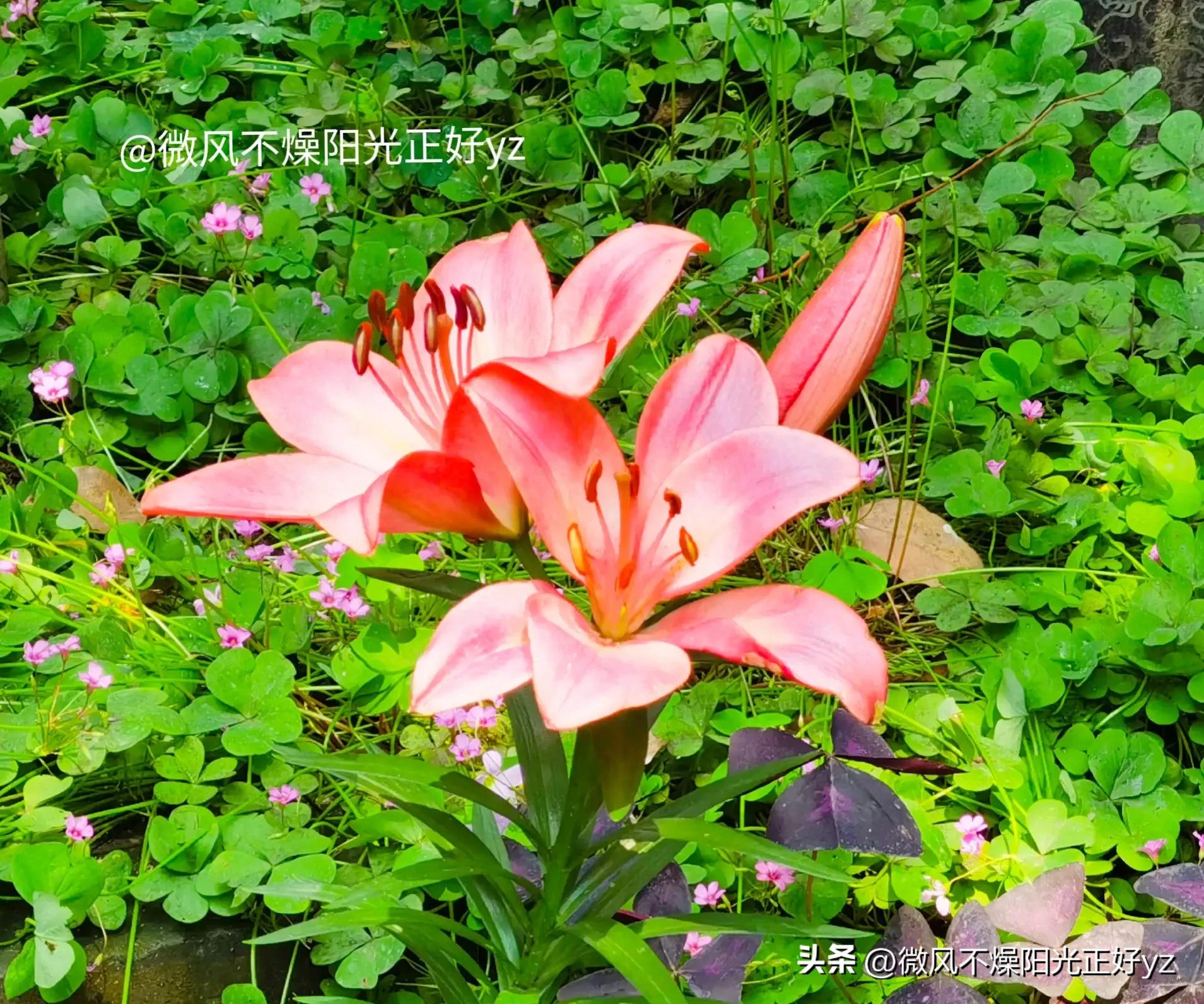 好看的百合花散发出淡淡的清香,漂亮的不同颜色的百合花