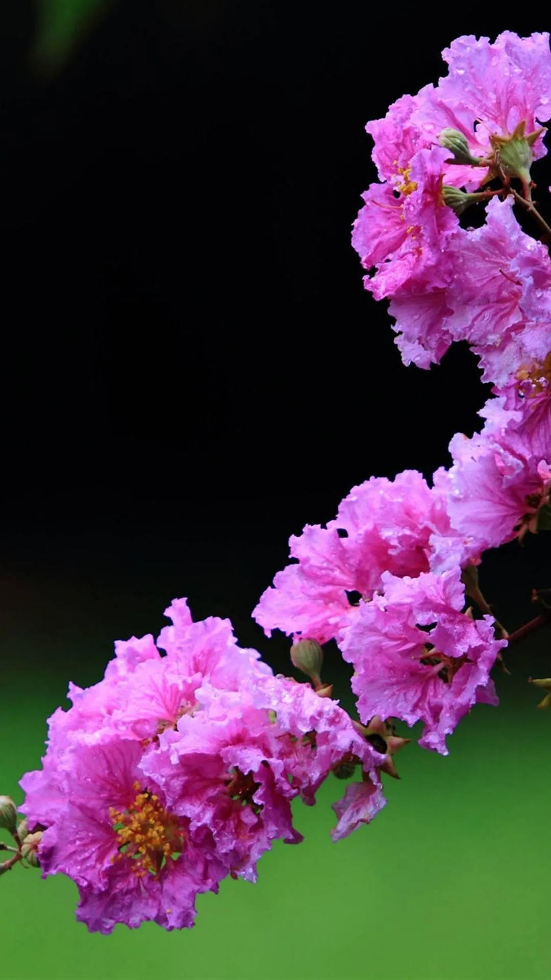 紫薇花壁纸高清全屏,唯美紫壁纸