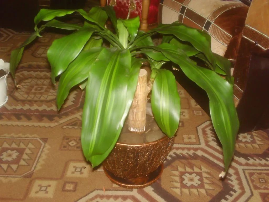 水培的巴西木可以种在花盆里吗,巴西木盆栽好还是水培好