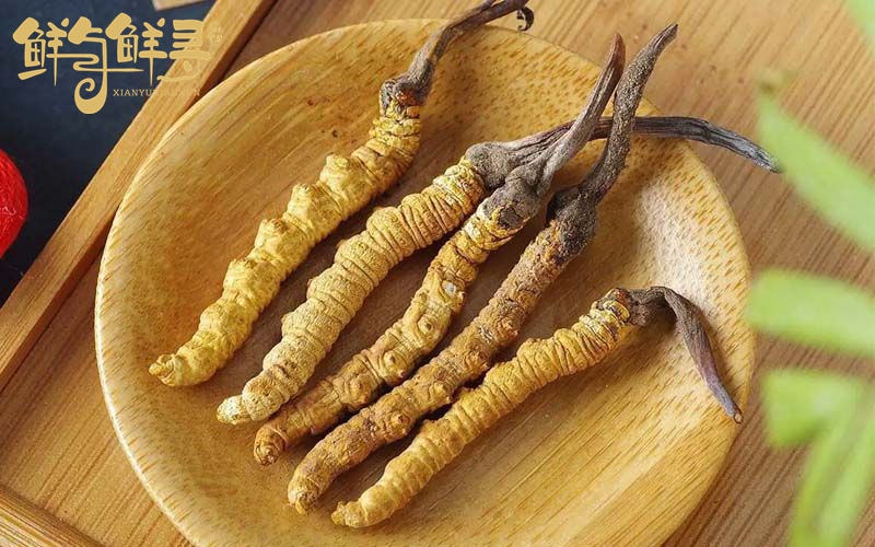冬虫夏草哪里比较正宗,冬虫夏草干货比新鲜贵为什么