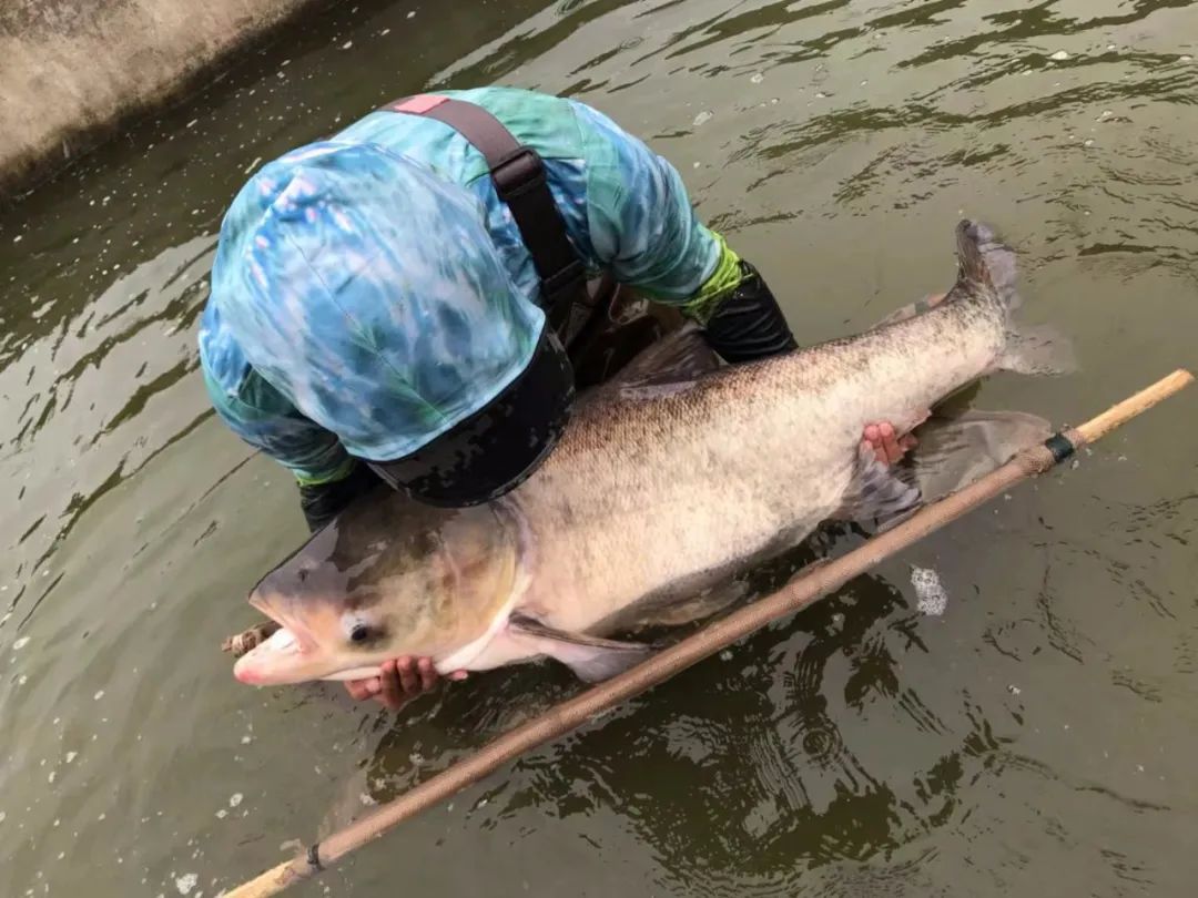 养鱼苗发家致富,鱼苗发展致富案例