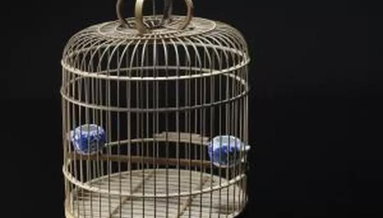 怎样训练一只成年虎皮鹦鹉,20多天虎皮鹦鹉多久喂一次