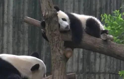 成都景点必去十大景点,成都必去的七大景点