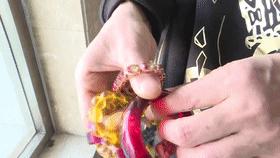 直播卖珠宝1块购买揭秘,免费鉴定珠宝的直播间是骗子吗