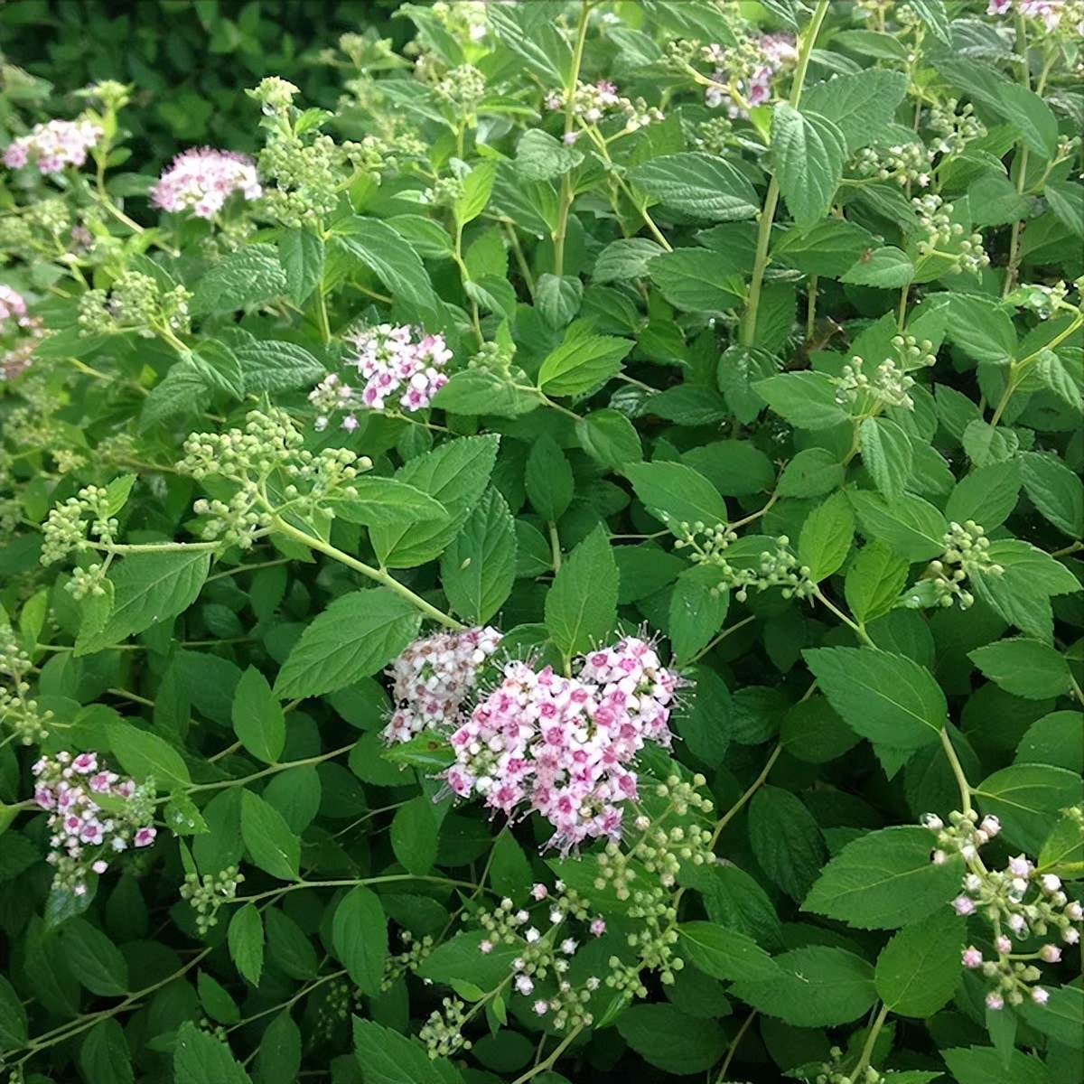 小庭院种植什么灌木好,适合阳台庭院灌木