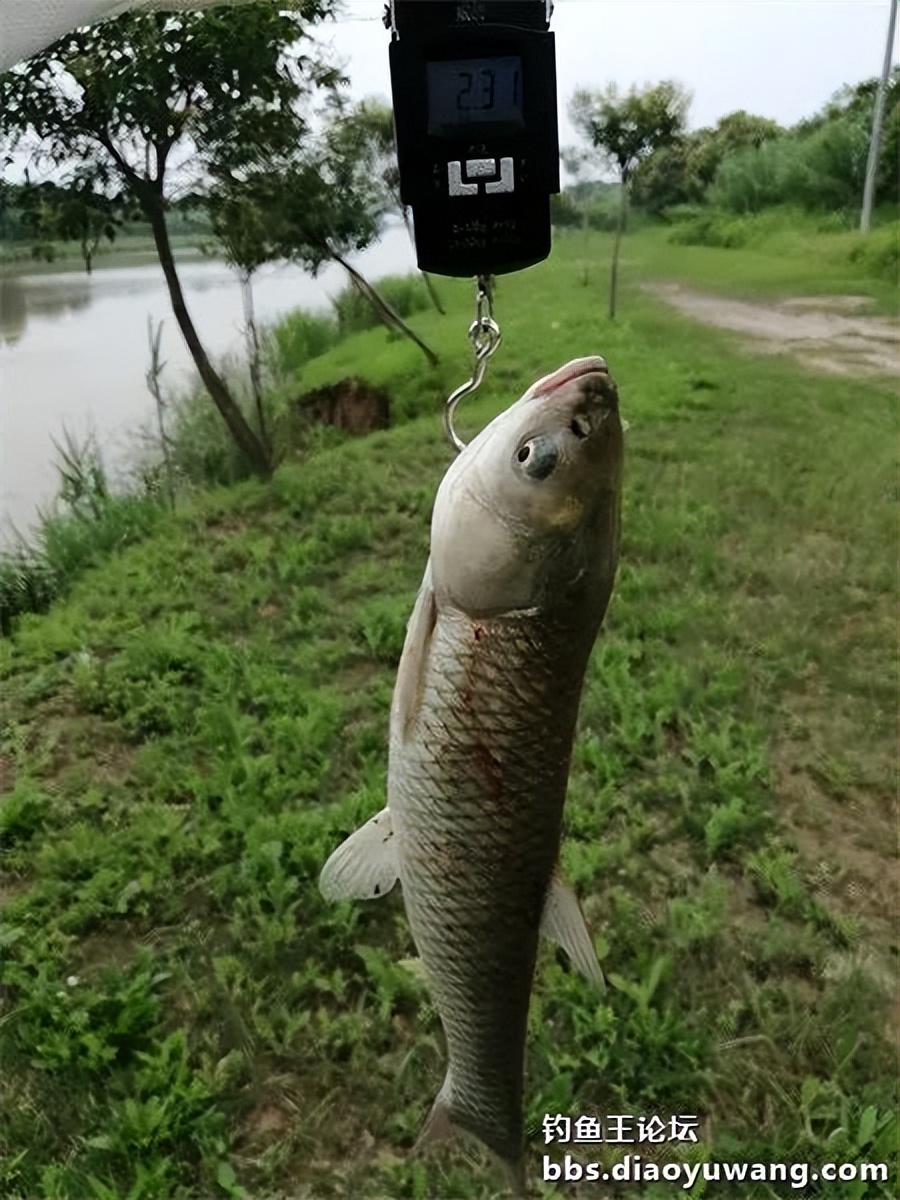 崇明北横引河水深,北横引河能钓鱼吗