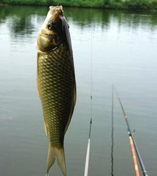 新手钓鱼入门基本知识,水库钓鱼技巧新手入门