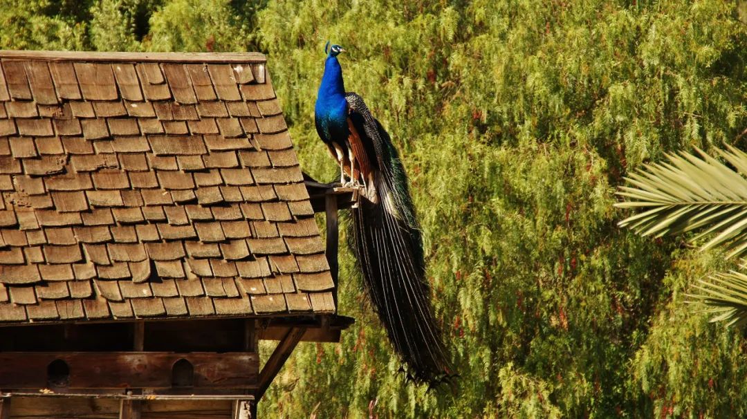 缅甸到底是怎样的一个国家,缅甸到底是一个什么样的国家