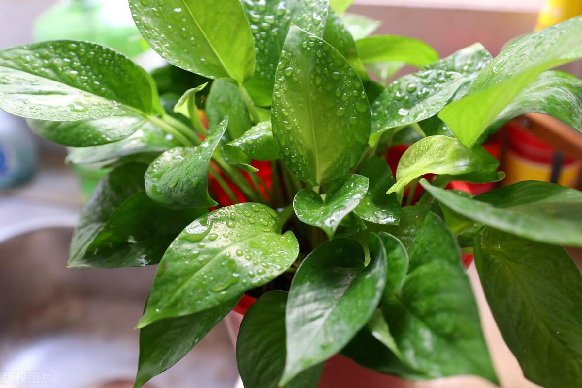 绿萝藤蔓过长怎么打理好看,绿萝藤蔓怎么养才会粗壮