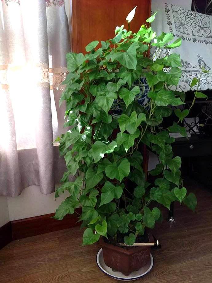 治愈系盆栽绿植推荐,室内小型绿植花卉推荐品种