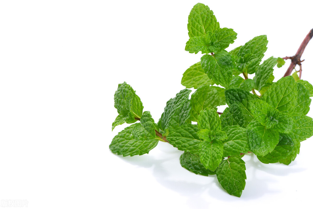 薄荷叶和鱼香菜,香菜和薄荷叶能放在一起吃吗