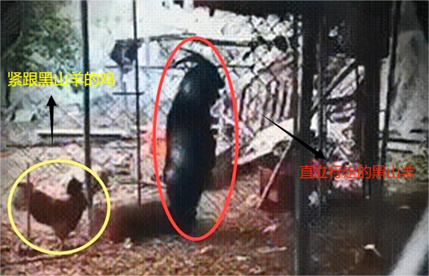 日本农场黑羊学人类行走真相,一个黑羊把母鸡引到房子里吃掉