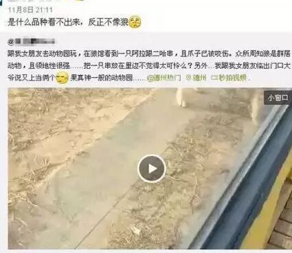 山东动物园哈士奇,山东动物园一只哈士奇混入了狼群