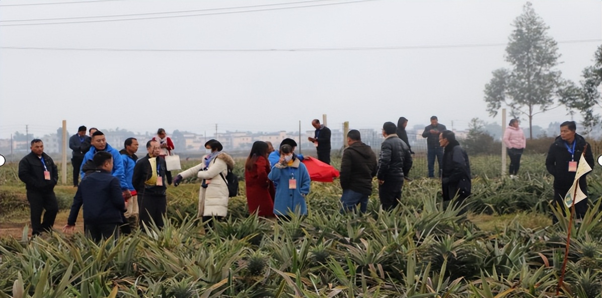 打造农村电商特色产业,乡村特色产业电商发展方向