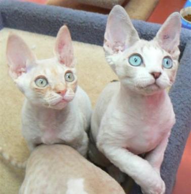 德文卷毛猫怎么看聋不聋,德文卷毛猫适合新手养吗