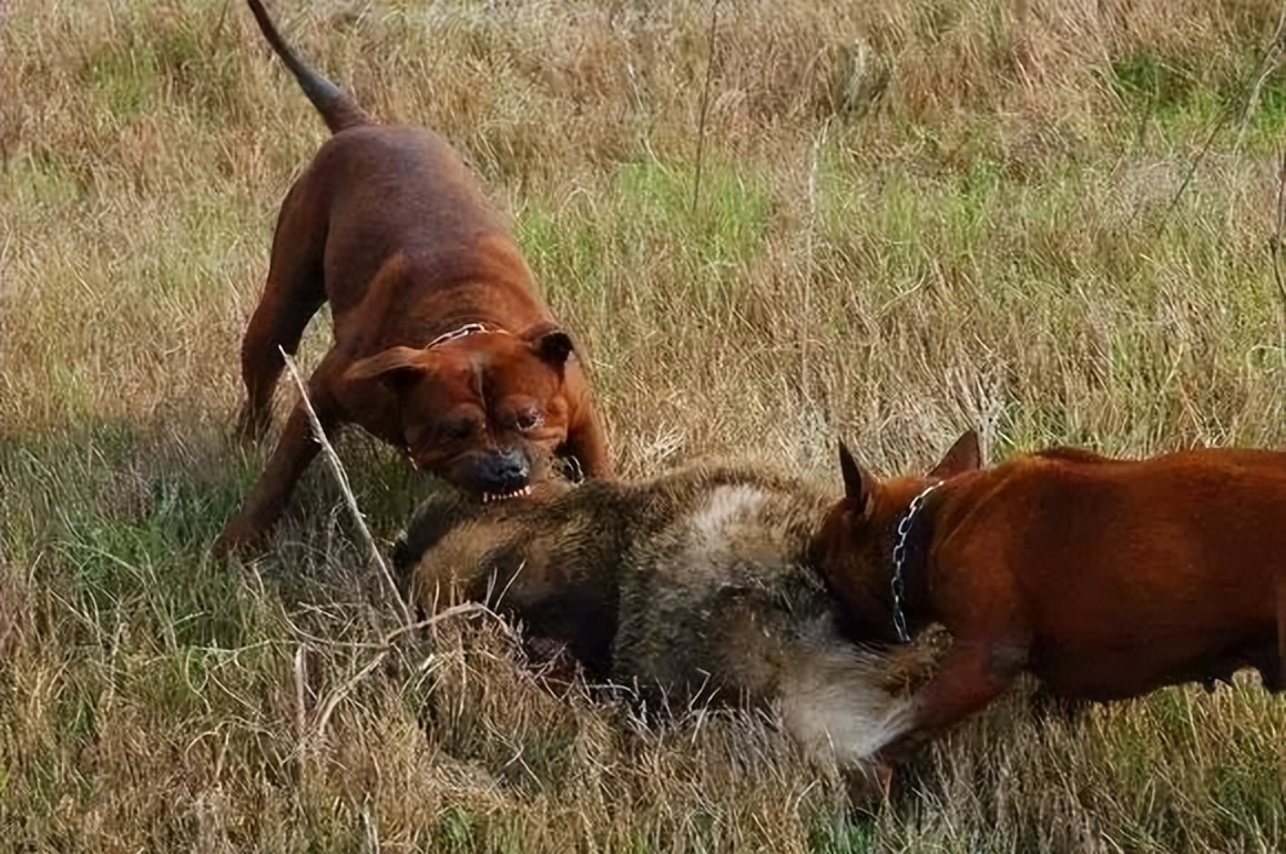 回族不吃猪肉，满族不吃狗肉，那汉族不吃啥肉？很多人却淡忘了