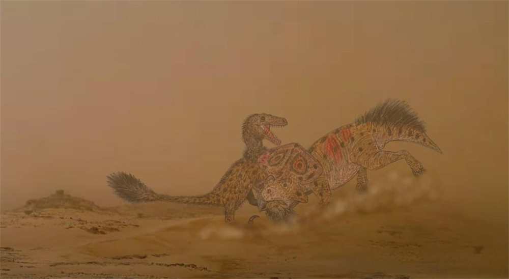 加蓬黑脸猩猩,加蓬长尾猴图片