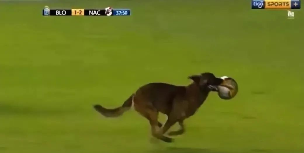 闯进球场、捡到奖杯、接受采访…汪星人和世界杯的缘分也太深了