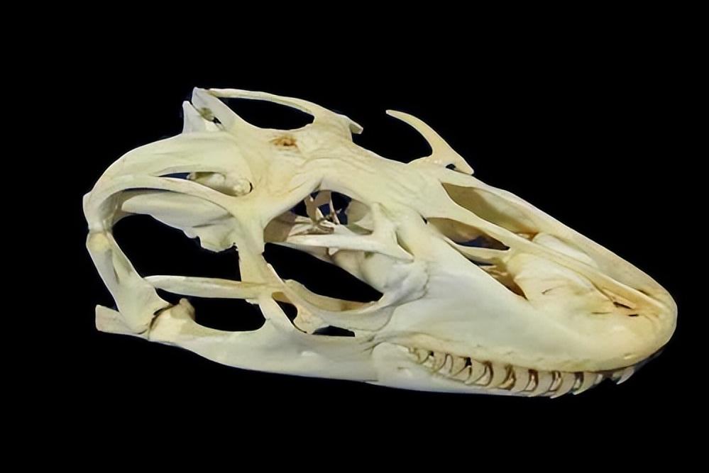 一个人被蟒蛇吞进肚子里，为什么手里有刀也无法破腹逃出来？