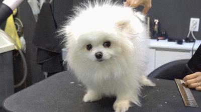 新手养博美要注意什么事项,养博美要注意哪些细节问题