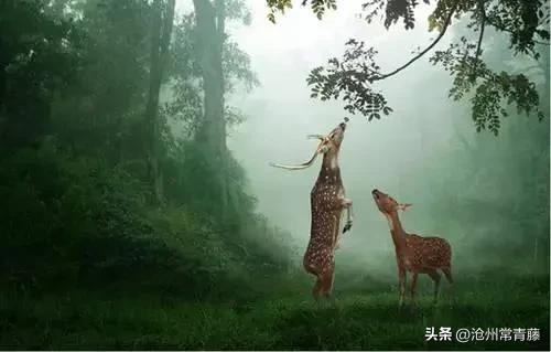 夏至节气感慨,今日夏至话题