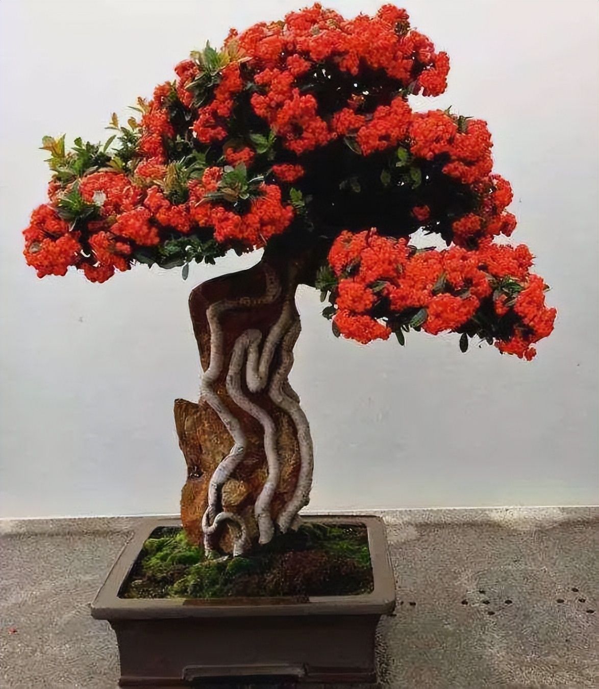 火棘红艳艳,小丑火棘盆景养殖方法和注意事项