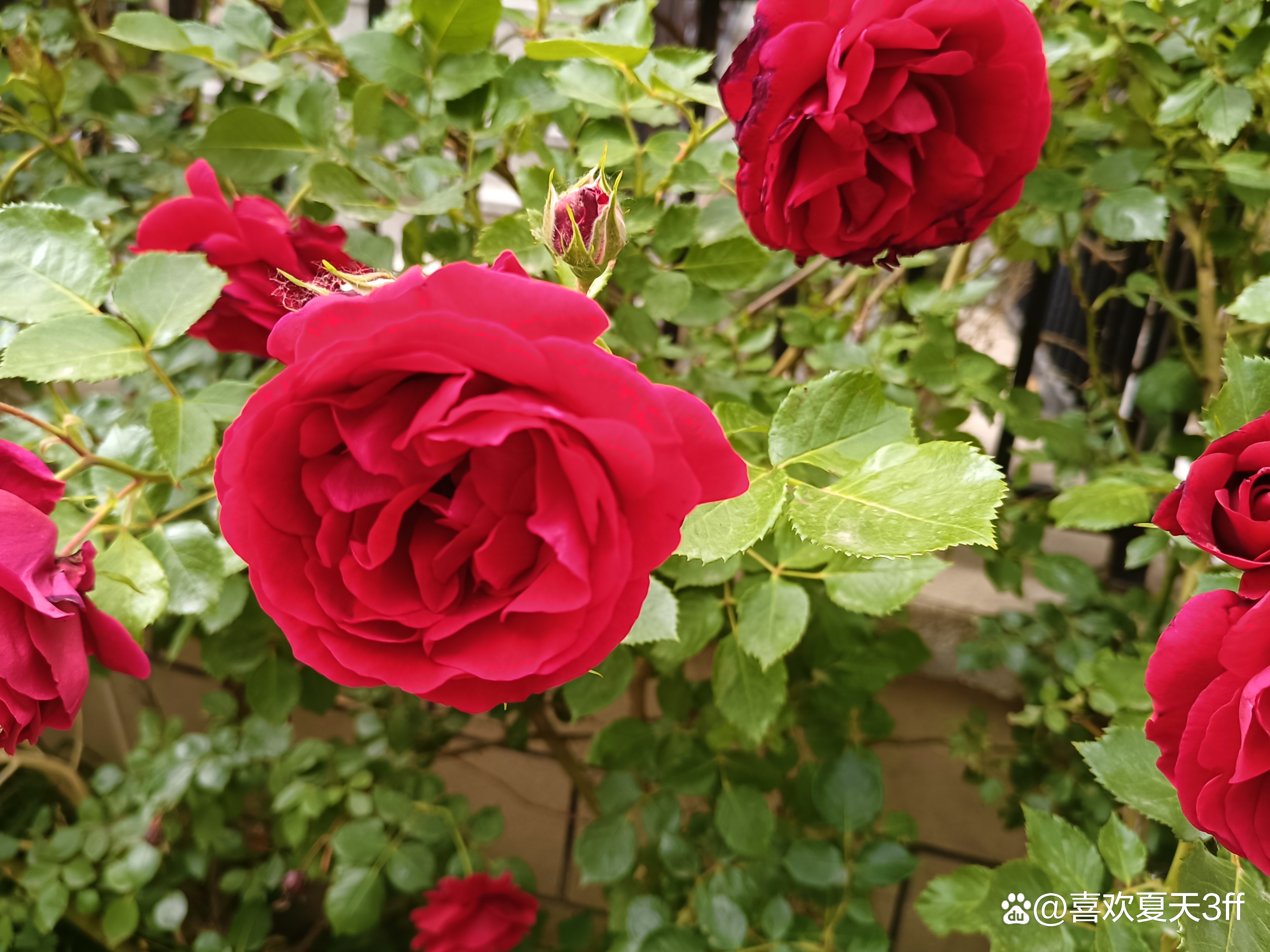 端午节快乐莲花盛开,端午节前后插花容易活吗