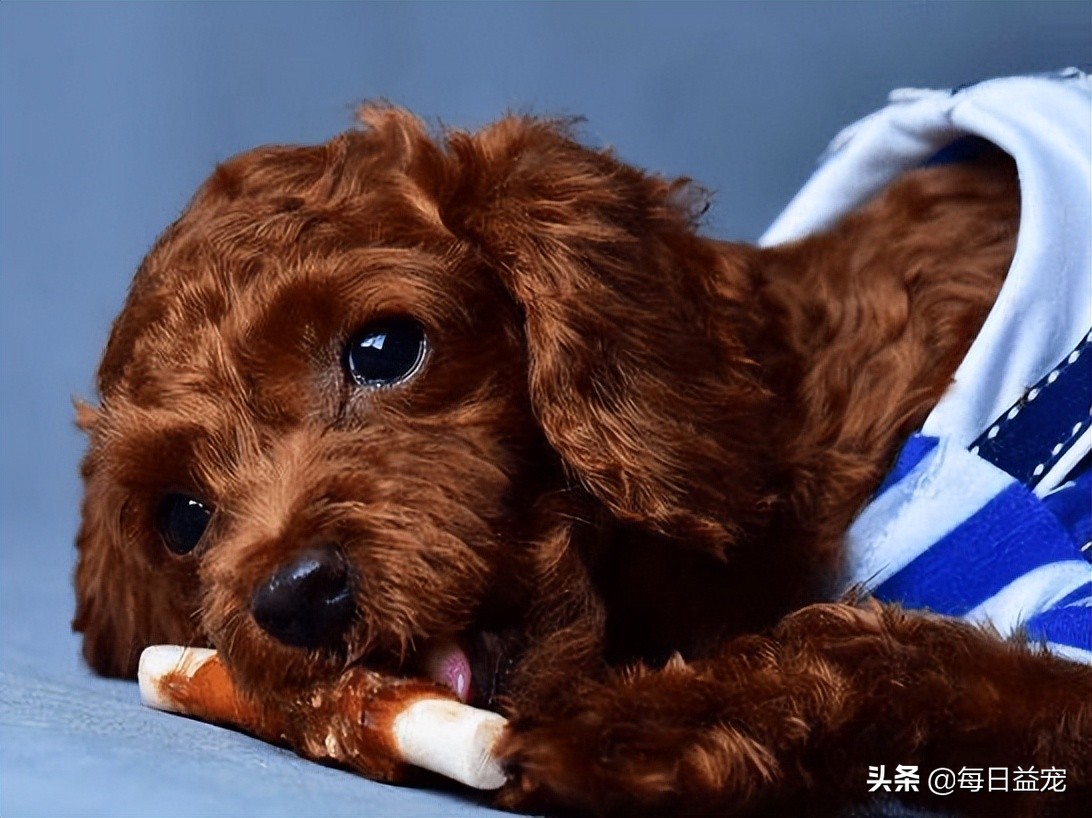 泰迪犬也会有压力的！这些行为是在提醒你，它的压力很大